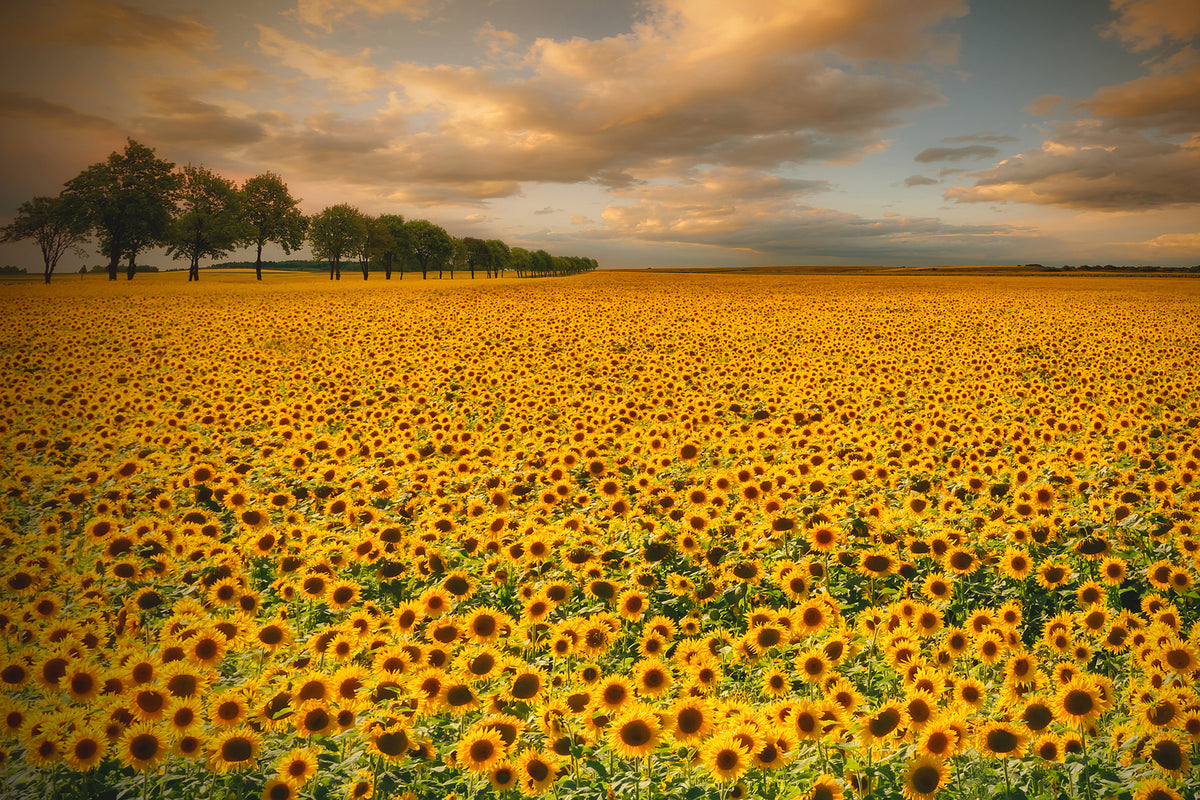 photo-wallpaper-sunflowers