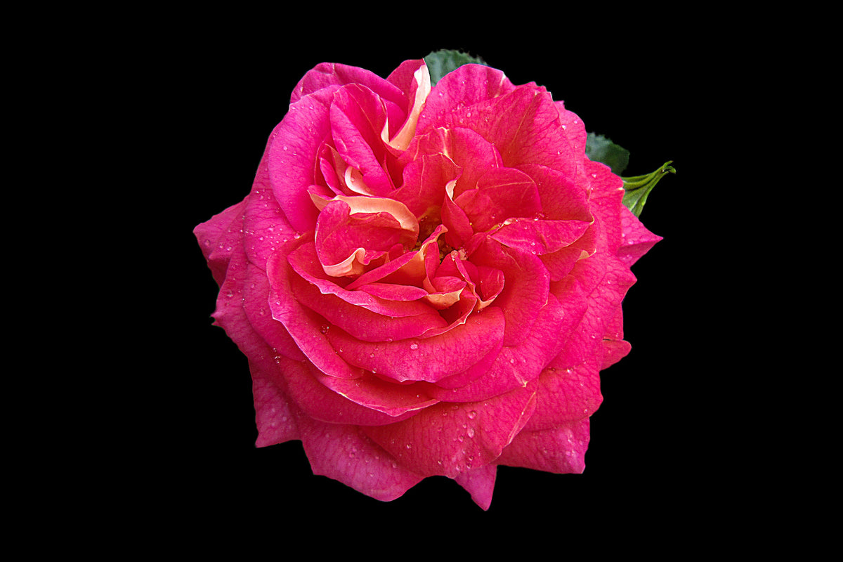 photo-wallpaper-rose-in-red-xxl