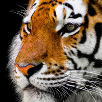 photo-wallpaper-close-up-tiger-head