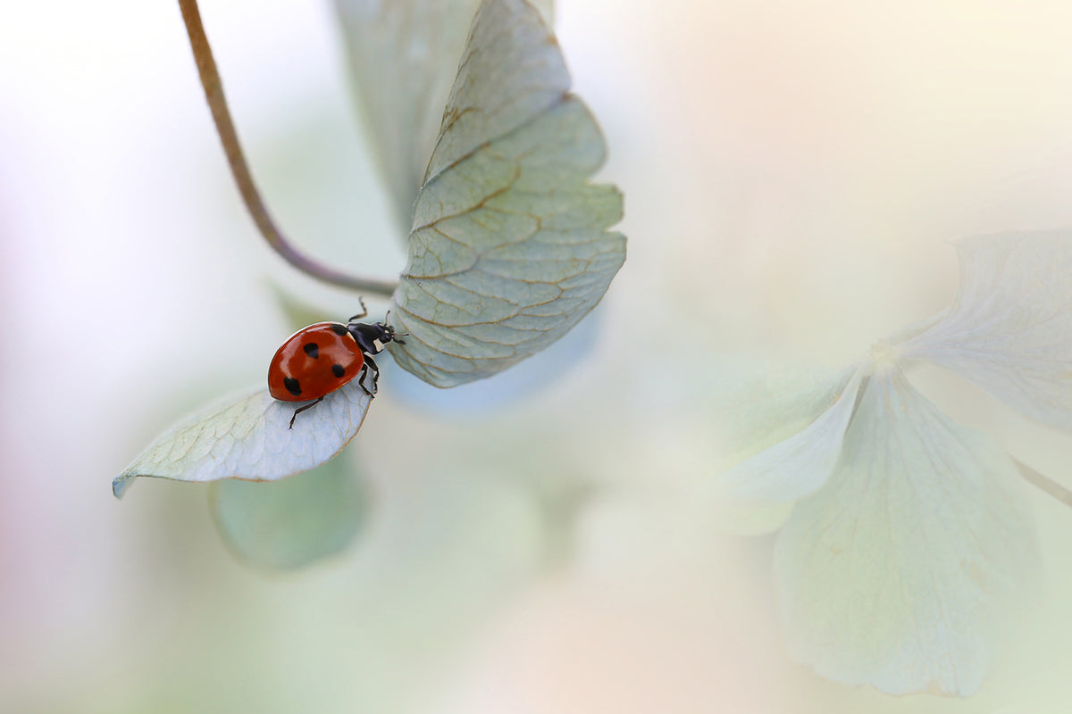 photo-wallpaper-ladybird-on-bluegreen-hydrangea-x