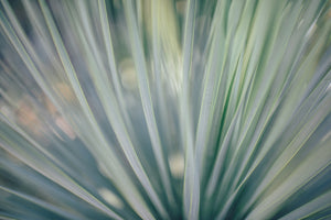 photo-wallpaper-strip-of-plant