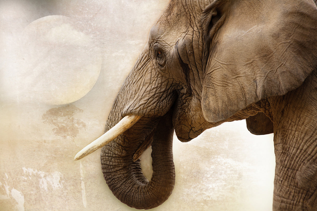 photo-wallpaper-portrait-of-an-elephant