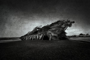 photo-wallpaper-wind-blown