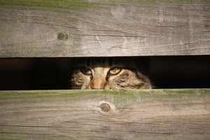 photo-wallpaper-cat-in-hiding