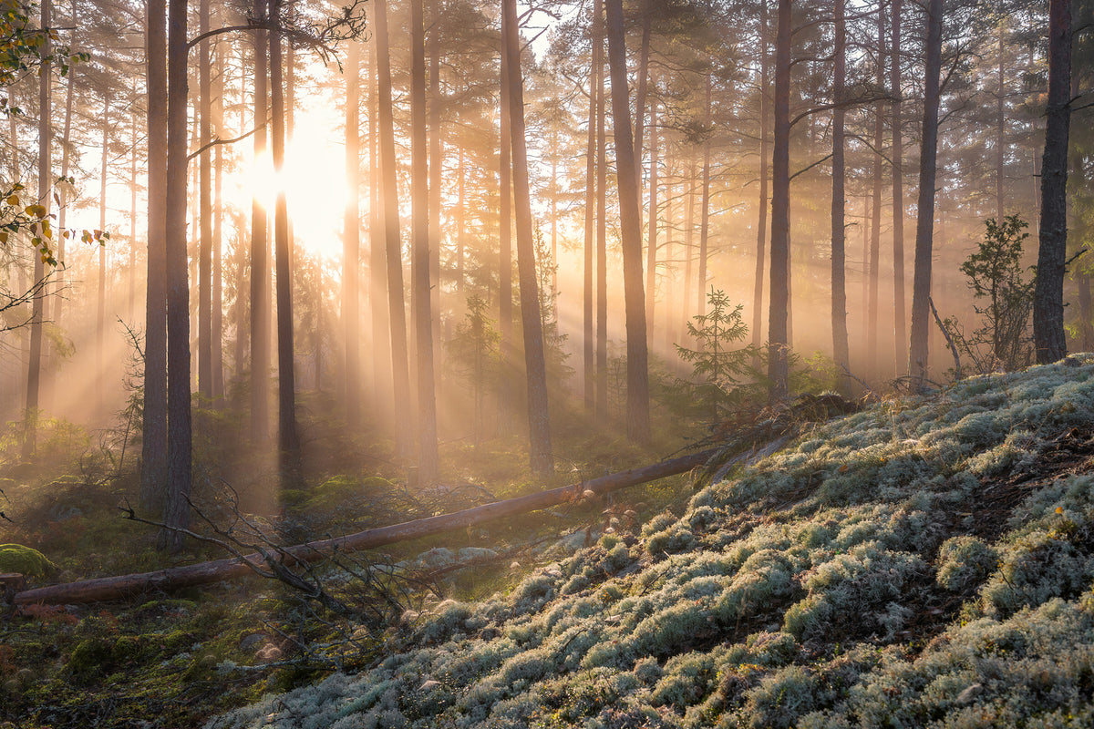 photo-wallpaper-fog-in-the-forest-with-white-moss-in-the-forground-x