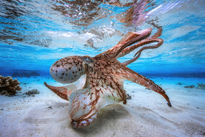 photo-wallpaper-dancing-octopus