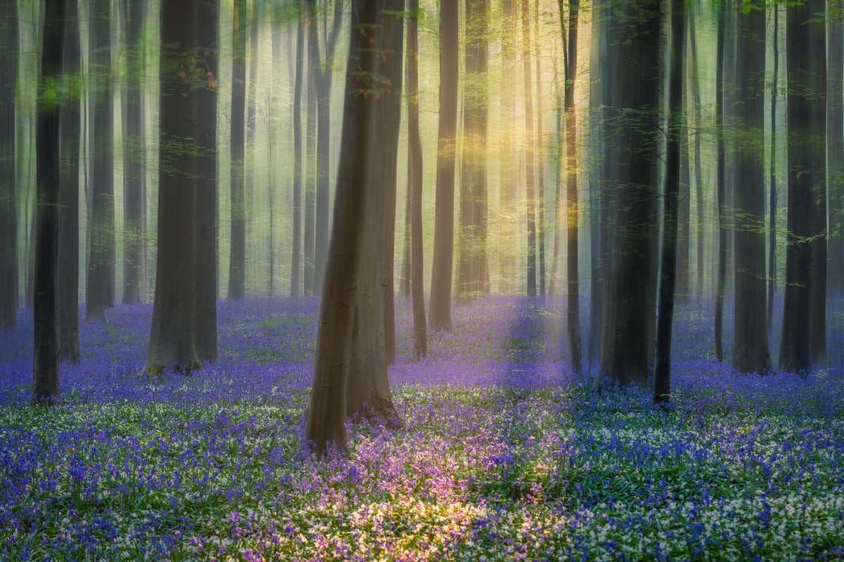 photo-wallpaper-daydreaming-of-bluebells-xfv