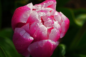 photo-wallpaper-tulip-with-morning-dew-in-xl