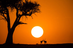 photo-wallpaper-african-sunset-x