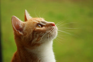 photo-wallpaper-cats-nose