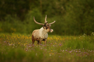 photo-wallpaper-caribou-in-grass-land-x