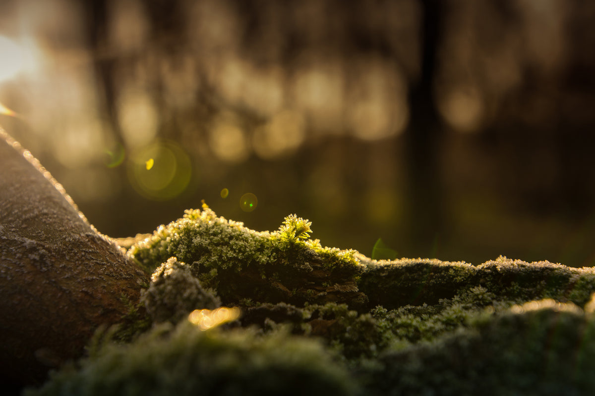 photo-wallpaper-the-moss