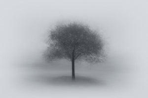 photo-wallpaper-tree-in-fog-x