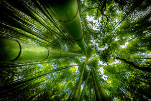 photo-wallpaper-arashiyama-x