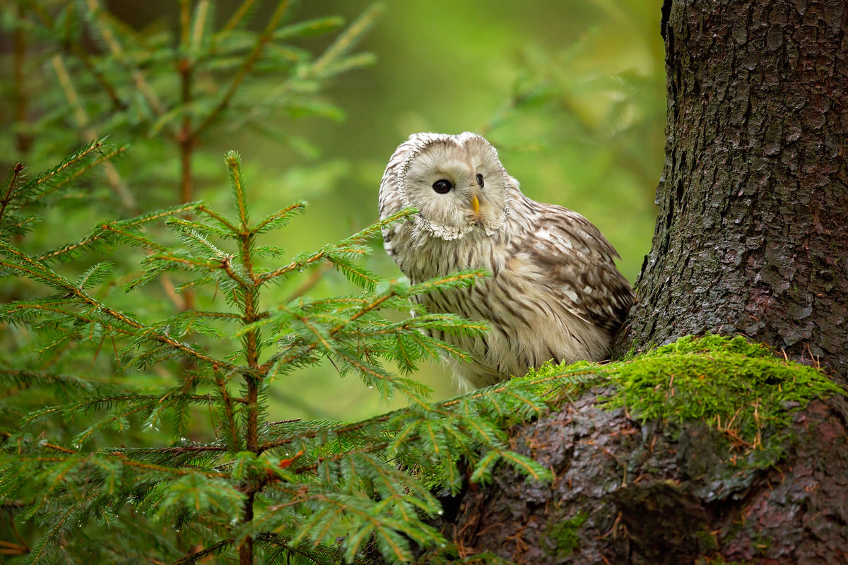 photo-wallpaper-ural-owl-x