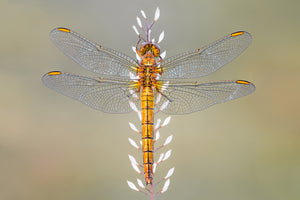 photo-wallpaper-dragonfly