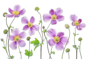 photo-wallpaper-anemone-japonica-x