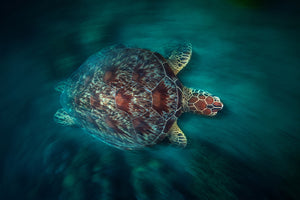 photo-wallpaper-valocity-turtle