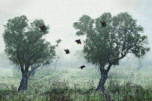 photo-wallpaper-crows-in-the-mist