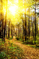 photo-wallpaper-woodland-walk-in-the-autumn-sun