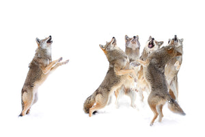 photo-wallpaper-the-choir-coyotes