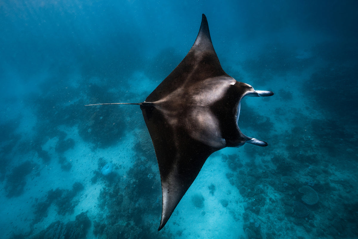 photo-wallpaper-manta-fly