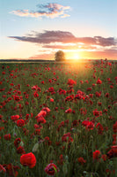 photo-wallpaper-poppy-fields-of-sweden