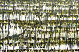 photo-wallpaper-harvesting-kelp