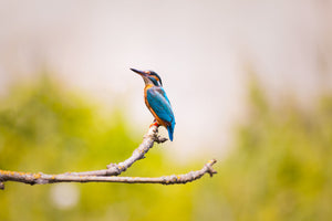 photo-wallpaper-the-kingfisher