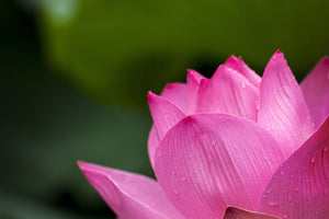 photo-wallpaper-marko-lotus-in-pink