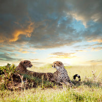 photo-wallpaper-cheetahs