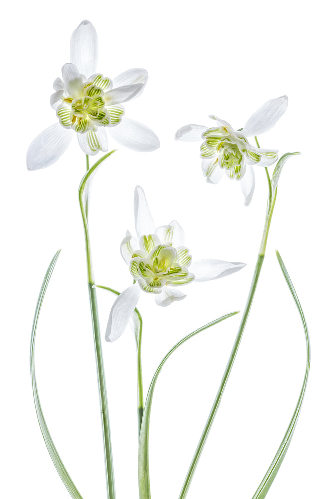 photo-wallpaper-galanthus-flore-pleno