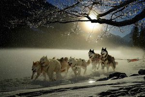 photo-wallpaper-huskies