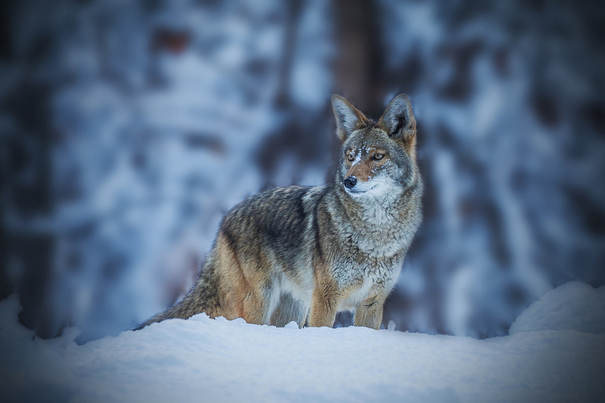 photo-wallpaper-coyote-in-winter-x