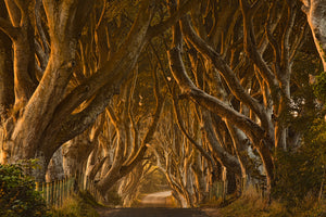 photo-wallpaper-early-morning-dark-hedges