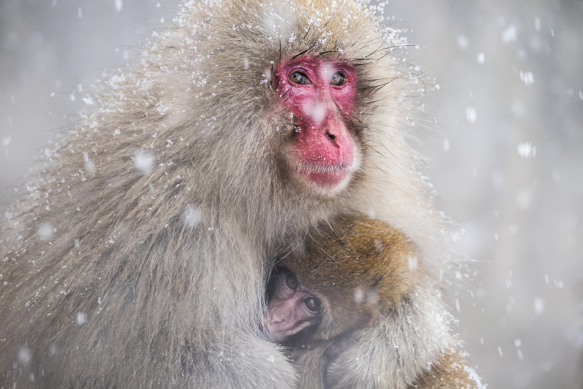 photo-wallpaper-mothers-warmth