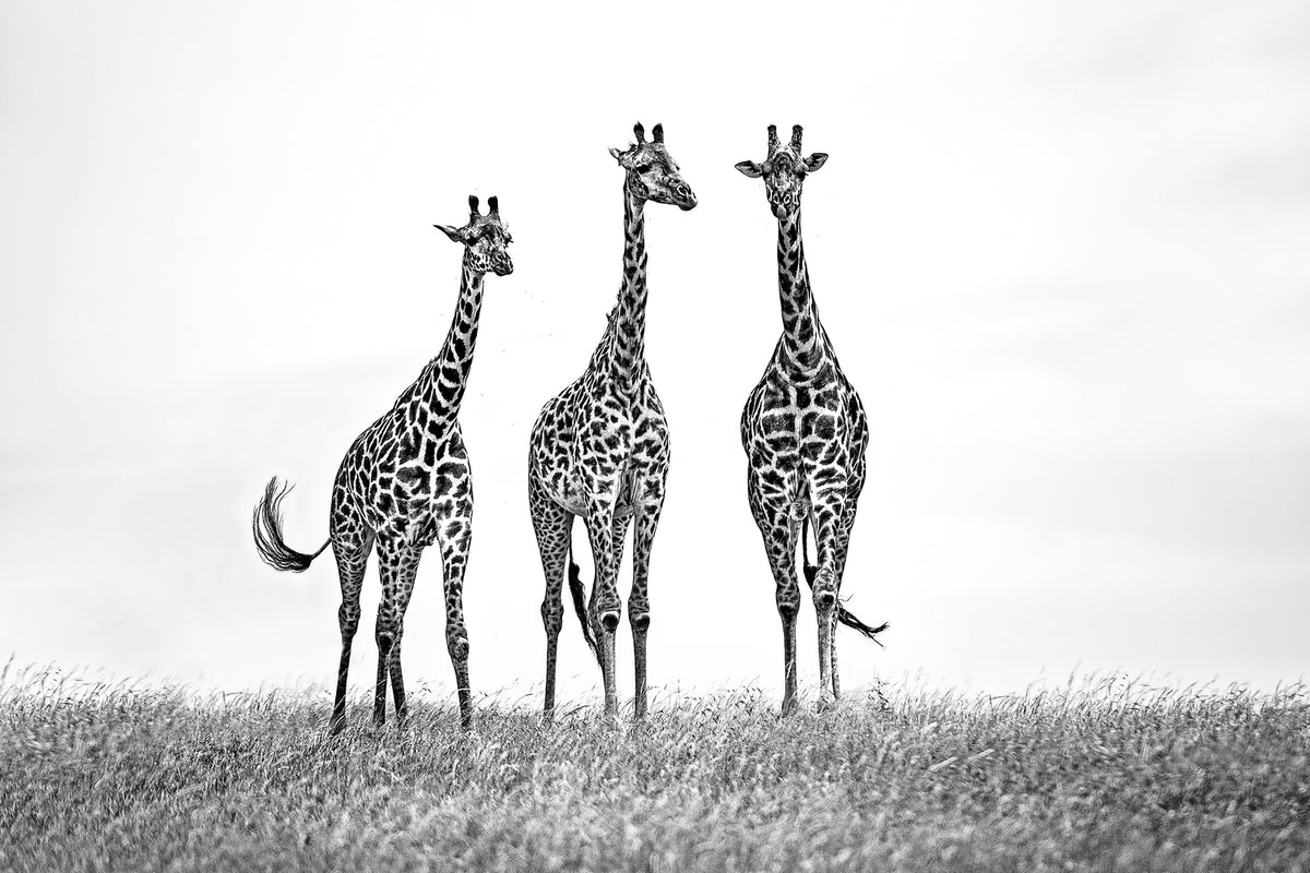 photo-wallpaper-giraffes-in-the-mara-plains-x