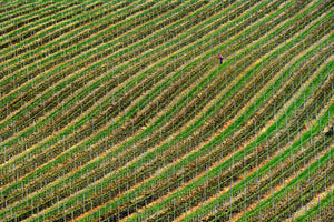 photo-wallpaper-vineyard