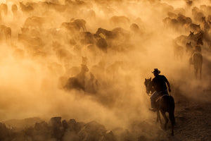 photo-wallpaper-cappadocia-wild-horses-x