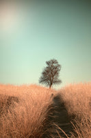 photo-wallpaper-grass-and-path