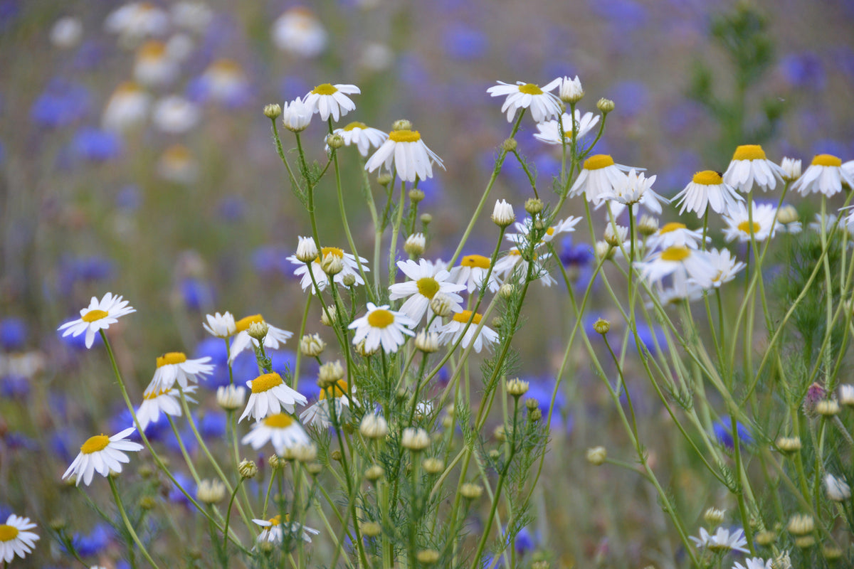 photo-wallpaper-wild-flower-meadow