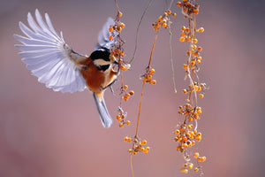 photo-wallpaper-bird-in-action