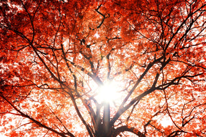 photo-wallpaper-light-of-autumn