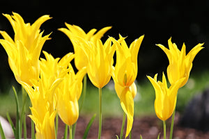 photo-wallpaper-yellow-tulips-in-the-nature