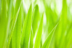 photo-wallpaper-grass-xxl