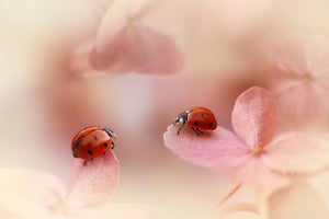 photo-wallpaper-ladybirds-on-pink-hydrangea