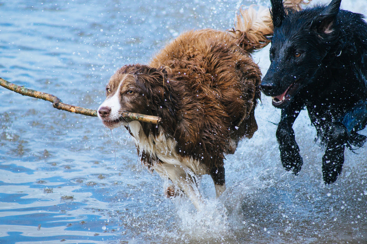 photo-wallpaper-playing-dogs