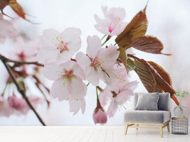 photo-wallpaper-lovely-japanese-cherry