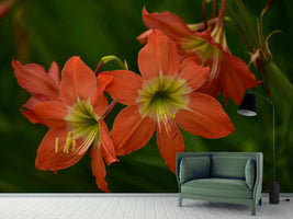 photo-wallpaper-lilies-in-orange