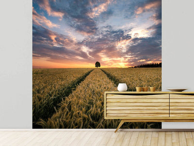 photo-wallpaper-field-of-dreams-x